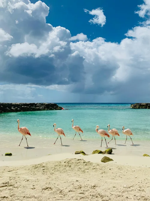 صورة سفر إلى Aruba، ابقَ متصلاً في Aruba مع شريحة eSIM